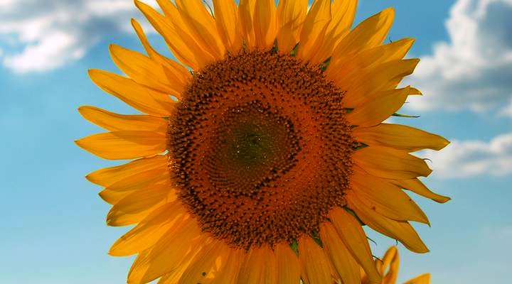sunflower_converted